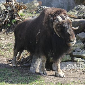 Greenland musk ox (Ovibos moschatus wardi)
