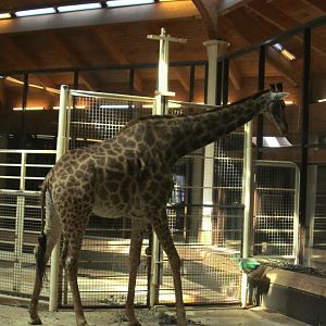 Cape giraffe (Giraffa camelopardalis giraffa)