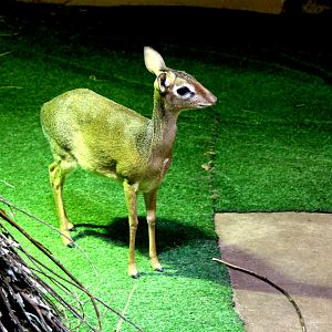 Kirk's dik-dik (Madoqua kirkii)