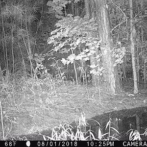 7/31/2018 - Snellville, GA - Nine-banded Armadillo (Dasypus novemcinctus) - YouTube