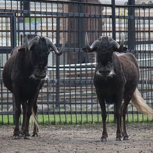 black wildebeest or white-tailed gnu (Connochaetes gnou)