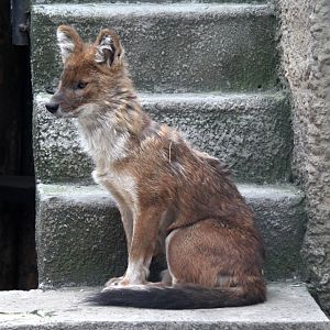 Chinese dhole (Cuon alpinus lepturus)