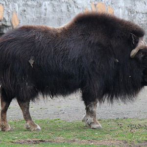 Greenland musk ox (Ovibos moschatus wardi)