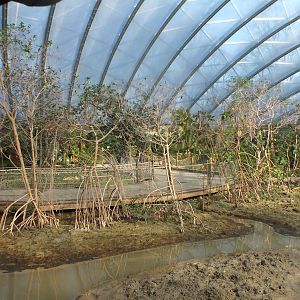 View of the mudflats within Mangrove