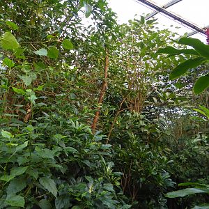 Vegetation view within the Bush