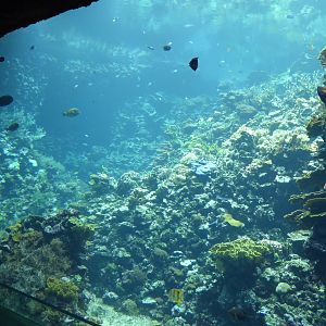 Coral exhibit within Ocean