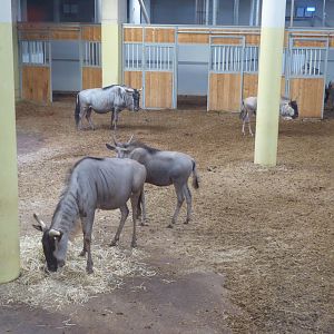 Interior stables for White-bearded Wildebeest