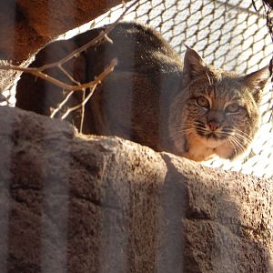 Bobcat (Lynx rufus) at Burger's Zoo - 7th February 2018
