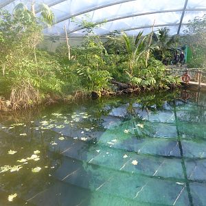 View of the main pool within Mangrove