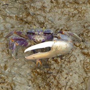 Fiddler Crab (Uca tangeri) at Burger's Zoo - 7th February 2018