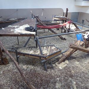 Interior exhibit for non-subspecific Chimpanzee