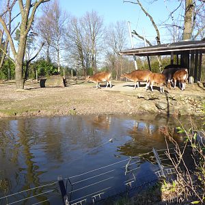 Mixed exhibit for Banteng and other Asian hoofstock