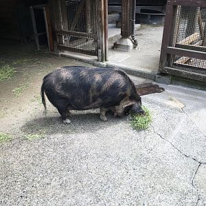 Kunekune pig