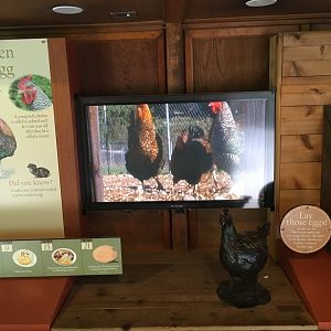 Domestic chicken sign