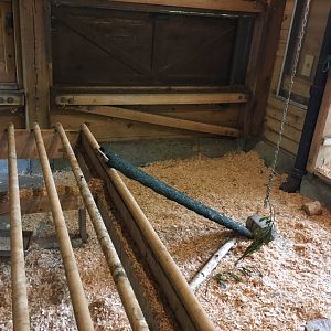 Indoor domestic chicken exhibit