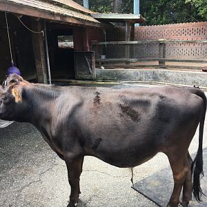 Miniature jersey cow