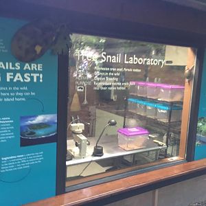 Partula snail lab