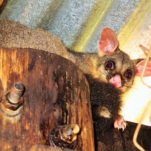Brush-tailed Possum (Trichosurus vulpecula)