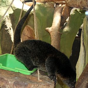 Mountain Bear Cuscus (Ailurops furvus)