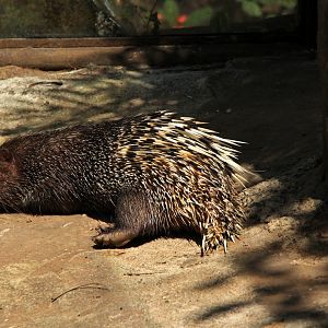 Sunda porcupine (Hystrix javanica)