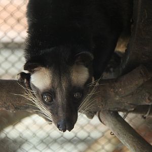 Sumatran Masked Palm Civet (Paguma larvata leucomystax)