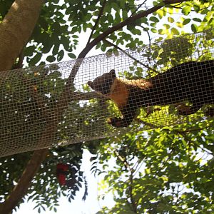 Javan Yellow-throated Marten (Martes flavigula robinsoni)