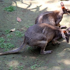 dusky pademelon (Thylogale brunii)