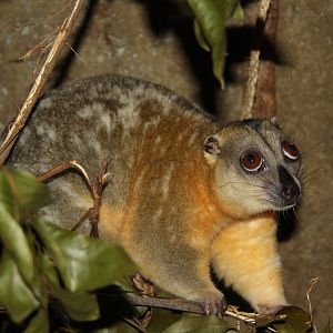 Cuscus species ID?