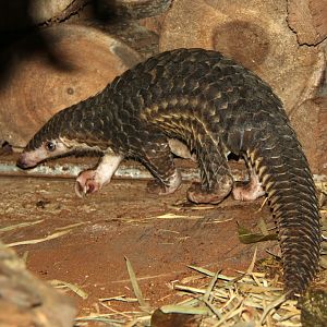 Sunda pangolin (Manis javanica)