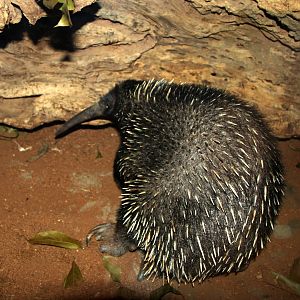 Western long-beaked echidna (Zaglossus bruijni)