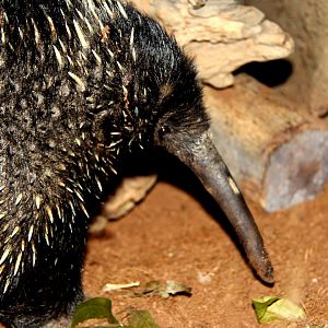 Western long-beaked echidna (Zaglossus bruijni)