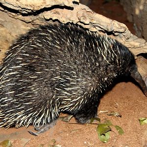 Western long-beaked echidna (Zaglossus bruijni)