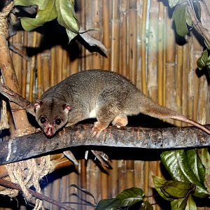 Sulawesi dwarf cuscus (Strigocuscus celebensis)