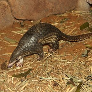 Sunda pangolin (Manis javanica)