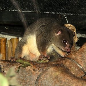 Sulawesi dwarf cuscus (Strigocuscus celebensis)