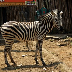 Chapman's zebra (Equus quagga chapmani)