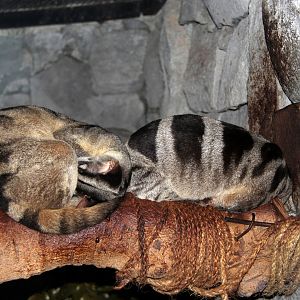 banded palm civets (Hemigalus derbyanus)