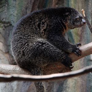 Mountain Bear Cuscus (Ailurops furvus)
