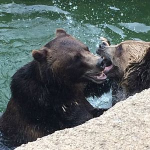 Grizzly Bears