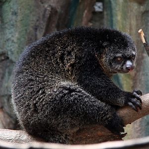 Mountain Bear Cuscus (Ailurops furvus)