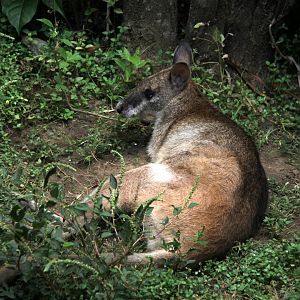Papua agile wallaby (Macropus agilis papuanus)