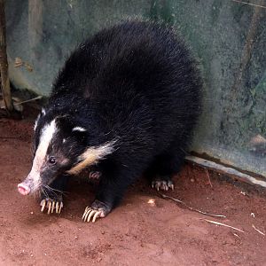 Sumatran Hog Badger (Arctonyx hoevenii)