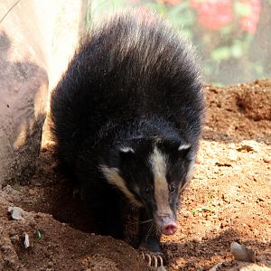 Sumatran Hog Badger (Arctonyx hoevenii)