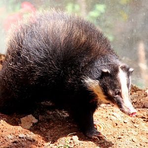 Sumatran Hog Badger (Arctonyx hoevenii)