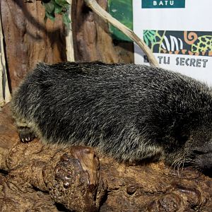 Javan bingturong (Arctictis binturong penicillatus)