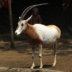 scimitar-horned oryx (Oryx dammah)