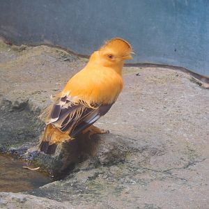 Guianan cock-of-the-rock