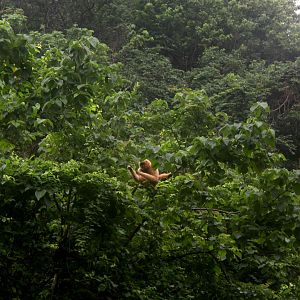 Northern white-cheeked gibbon (Nomascus leucogenys)