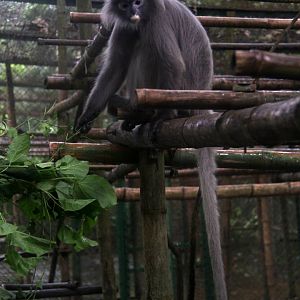 Indochinese gray langur (Trachypitheucs crepusculus)