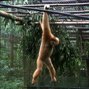 Northern buffed-cheeked gibbon (Nomascus annamensis)